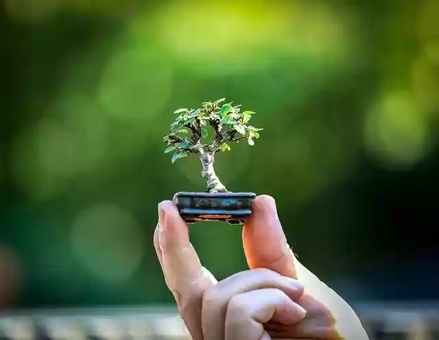 Free download Bonsai Wood Elm -  free free photo or picture to be edited with GIMP online image editor