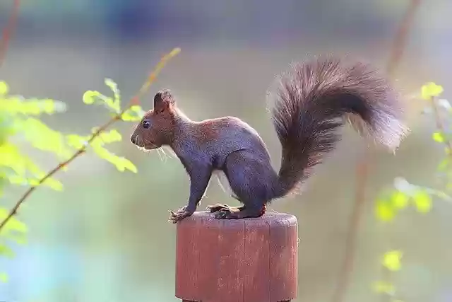 Free download Boots Forest Wood -  free photo or picture to be edited with GIMP online image editor