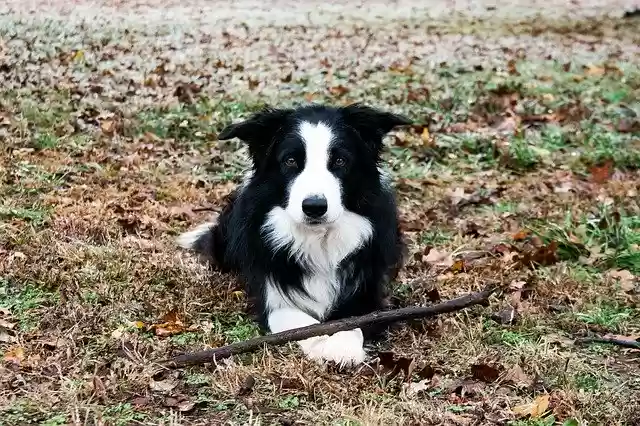 Free download Border Collie -  free photo or picture to be edited with GIMP online image editor