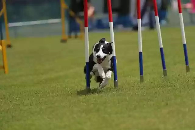 Free download border collie agility slalom free picture to be edited with GIMP free online image editor