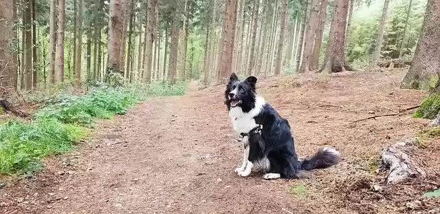 Free download Border Collie Dog Forest -  free photo or picture to be edited with GIMP online image editor
