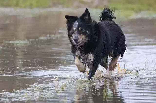 Free download border collie tri color collie free picture to be edited with GIMP free online image editor