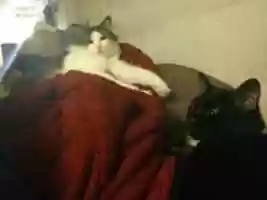 Descarga gratis una foto o imagen gratis de aburridos con los gatitos para editar con el editor de imágenes en línea GIMP