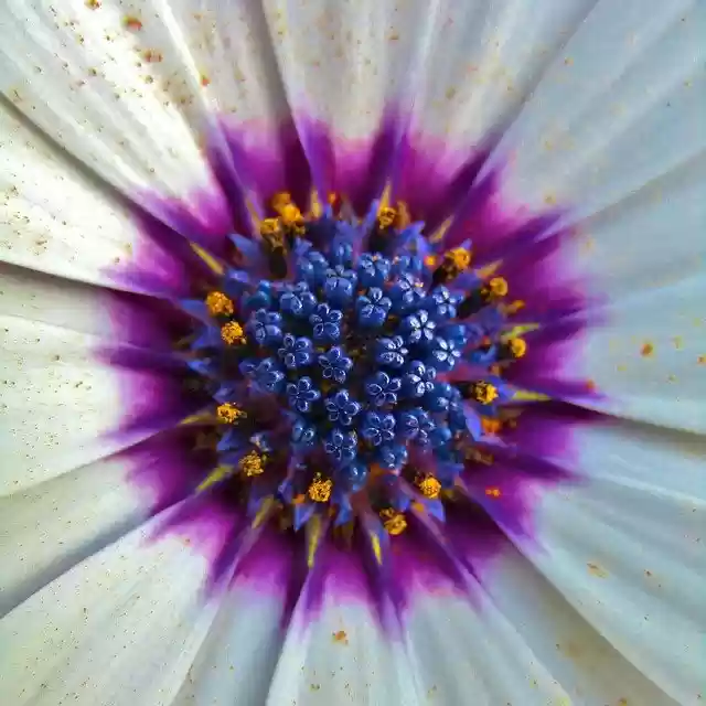 Free download Bornholm Marguerite Pistil Pollen -  free photo or picture to be edited with GIMP online image editor
