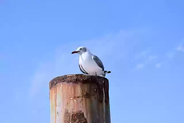 Free download Born Paracas Peru Seagull -  free photo or picture to be edited with GIMP online image editor