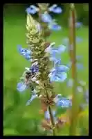 Free download Botanical Bee Blue free photo or picture to be edited with GIMP online image editor