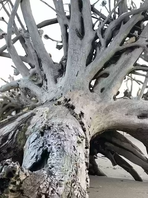 Free download Botany Bay Edisto Island Deadwood -  free photo or picture to be edited with GIMP online image editor