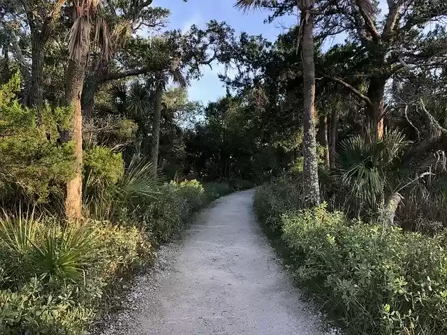 Free download Botany Bay Edisto Island Wooded -  free photo or picture to be edited with GIMP online image editor