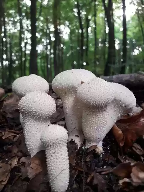 Free download Bottle Bovist Mushroom Umbrinum -  free photo or picture to be edited with GIMP online image editor