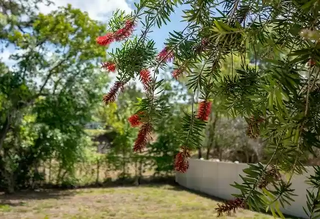 Free download Bottle Brush Flowers Yard Florida -  free photo or picture to be edited with GIMP online image editor