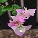 Bougainvillea branch wallpaper  screen for extension Chrome web store in OffiDocs Chromium