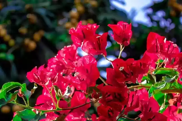 Free download Bougainvillea Flowers Plant -  free photo or picture to be edited with GIMP online image editor