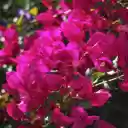 Bougainvillea in the sun  screen for extension Chrome web store in OffiDocs Chromium