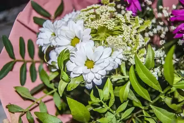 Free download Bouquet Plant Decoration -  free photo or picture to be edited with GIMP online image editor