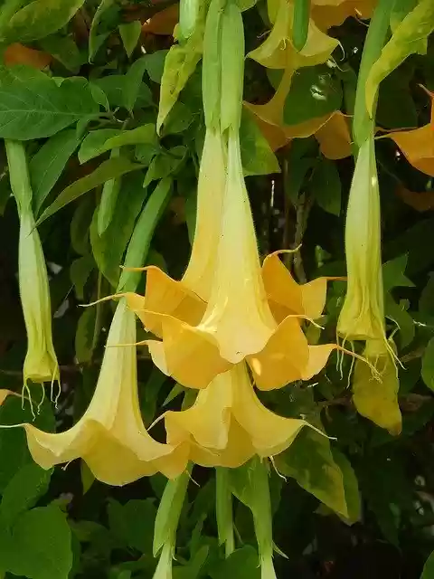 Free download Bower Yellow Flower Trumpet -  free photo or picture to be edited with GIMP online image editor