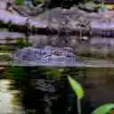 Brackish water monster  screen for extension Chrome web store in OffiDocs Chromium