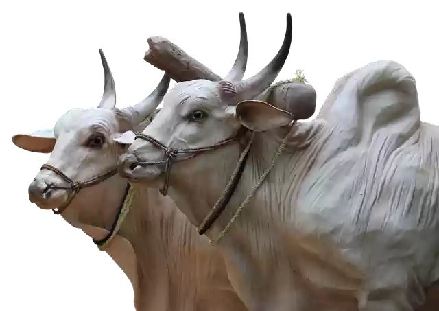 Free download brahma bovine sculptures cops free picture to be edited with GIMP free online image editor