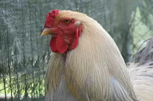 Free download Brahma Isabel -  free photo or picture to be edited with GIMP online image editor