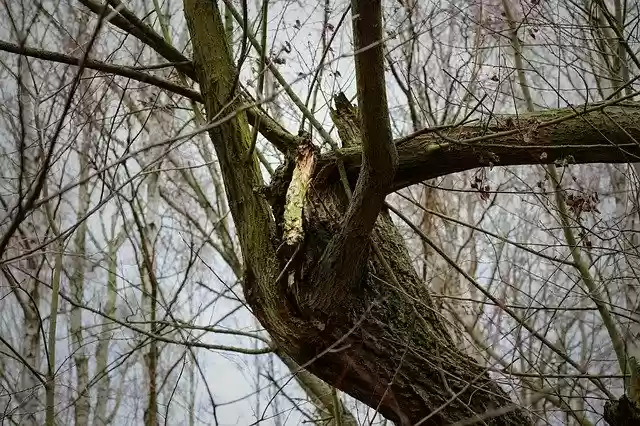 Free download Branch Aesthetic Astgabelung -  free photo or picture to be edited with GIMP online image editor