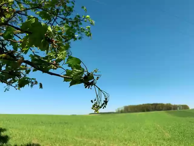 Free download branch deciduous tree free picture to be edited with GIMP free online image editor