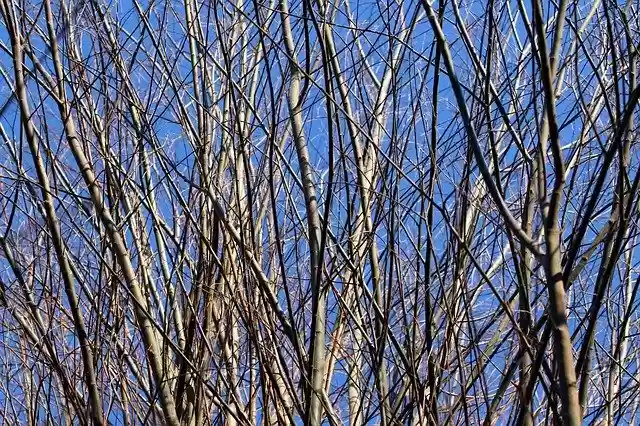 Free download Branches Aesthetic Sky -  free photo or picture to be edited with GIMP online image editor