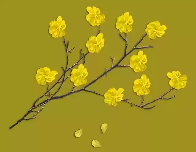 Free download Branches Branch Flowers Spring -  free illustration to be edited with GIMP free online image editor