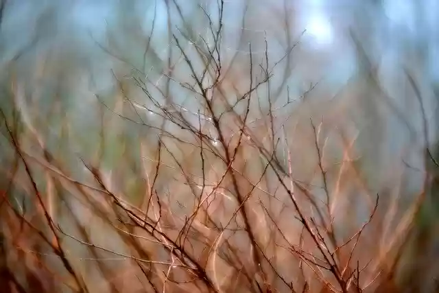 Free download Branches Nature Fairylike -  free photo or picture to be edited with GIMP online image editor