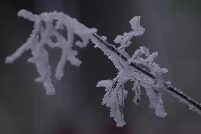 Free download branches plants frost ice winter free picture to be edited with GIMP free online image editor