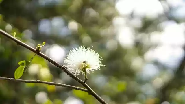 Free download Branch Flower Tree -  free photo or picture to be edited with GIMP online image editor