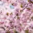 Branch of cherry blossom tree  screen for extension Chrome web store in OffiDocs Chromium
