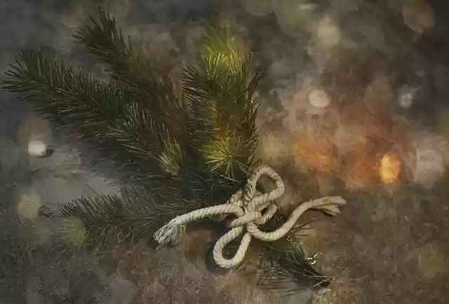 Free download Branch Pine Christmas -  free free photo or picture to be edited with GIMP online image editor