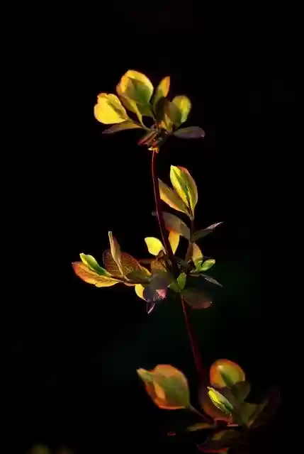 Free download Branch Plant Leaves -  free photo or picture to be edited with GIMP online image editor