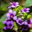 Branch with Small Purple Blooms  screen for extension Chrome web store in OffiDocs Chromium