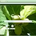 Breadfruit Tree  screen for extension Chrome web store in OffiDocs Chromium