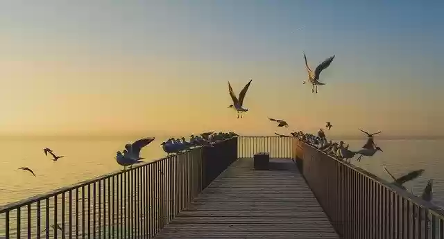 Free download Bridge Birds Sunrise -  free photo or picture to be edited with GIMP online image editor