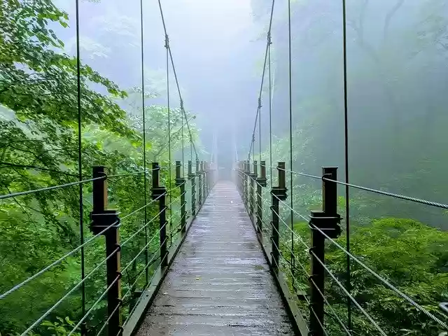 Free download Bridge Jungle Forest -  free photo or picture to be edited with GIMP online image editor