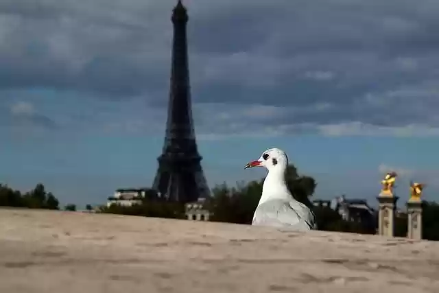 Free download bridge seagull paris bird sea bird free picture to be edited with GIMP free online image editor