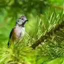 BRIGHT BIRD Theme  screen for extension Chrome web store in OffiDocs Chromium