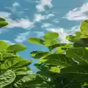Bright green leaf wallpaper  screen for extension Chrome web store in OffiDocs Chromium