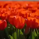 bright red tulips  screen for extension Chrome web store in OffiDocs Chromium