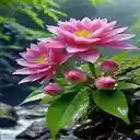 Bright rose wallpaper  screen for extension Chrome web store in OffiDocs Chromium