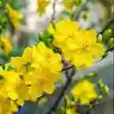 Bright yellow apricot flower wallpaper  screen for extension Chrome web store in OffiDocs Chromium