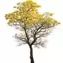 bright yellow flower tree wallpaper  screen for extension Chrome web store in OffiDocs Chromium