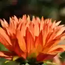 Brilliant flower  screen for extension Chrome web store in OffiDocs Chromium