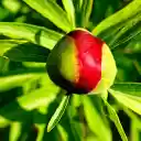 Brilliant flower buds  screen for extension Chrome web store in OffiDocs Chromium