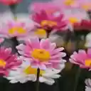 Brilliant flower garden  screen for extension Chrome web store in OffiDocs Chromium