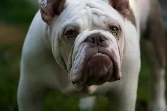 Free download British Bulldog Mans Best -  free photo or picture to be edited with GIMP online image editor
