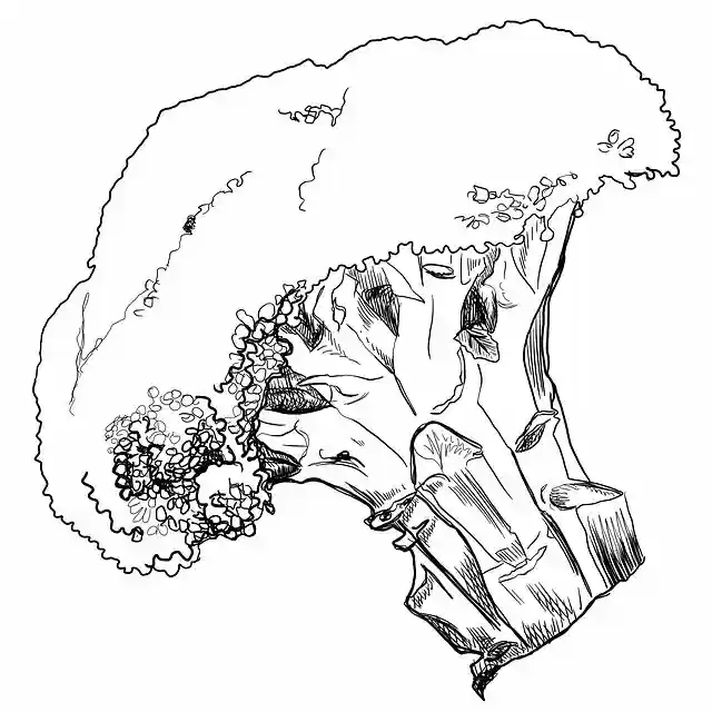 Free download Broccoli Line Drawing Art -  free illustration to be edited with GIMP free online image editor