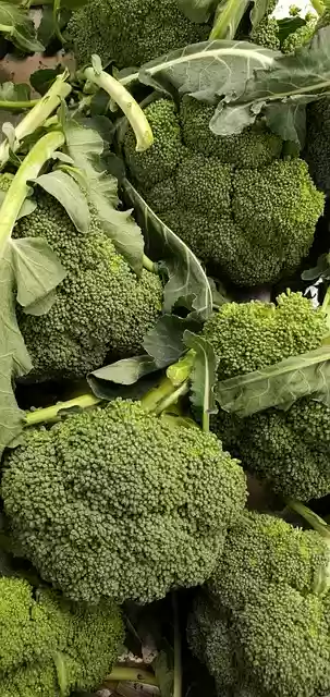 Free download broccoli vegetables fresh broccoli free picture to be edited with GIMP free online image editor