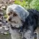 Brown and Gray Dog Standing on Green Grass  screen for extension Chrome web store in OffiDocs Chromium